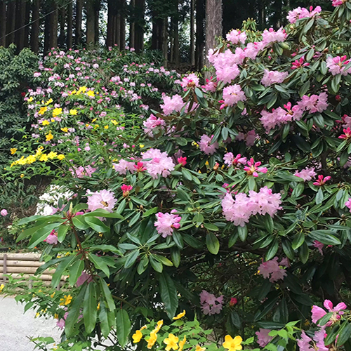 浄徳寺シャクナゲの森の遊歩道